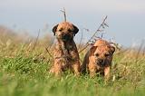BORDER TERRIER 163